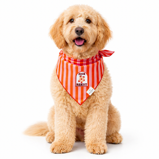 Sock Bandit Orange Pink Stripe Dog Bandana - Ready to Ship